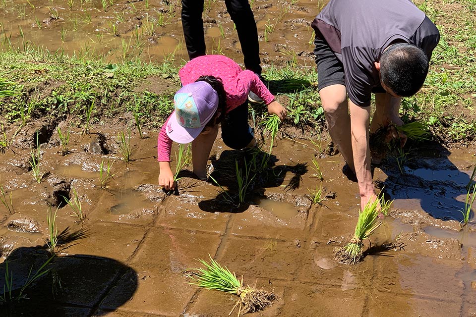 田植え体験に参加してみた！| ふるさと農具館| まちだけ。